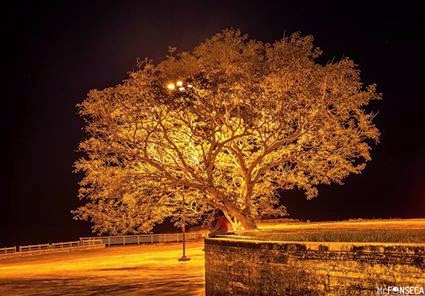 Árvore na Beira-Rio (foto legal de Raimundo Fonseca)